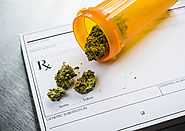 Learn How To Grow Weed | Cannabis Training University