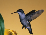 Hummingbird Is Google's Biggest Algorithm Change In 12 Years
