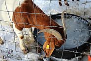 Goats are needy during winter months, so here's some tips to make sure you are prepared