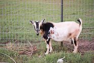 Goats are sly escape artists, so having the right fencing is crucial to keeping them in!