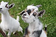 Pygmy goats are popular because of their miniature size and fun temperament. Here's how to care for them.
