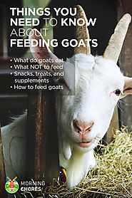 Goats eat a lot, but there are things they shouldn't. Here's a handy guide on what to feed and what not to feed your ...