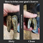 Hoof trimming is an important activity that you should do to ensure the health of your goats