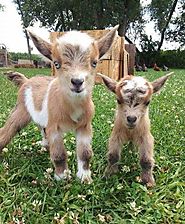 Goats are stinking cute, and these pictures are proof!