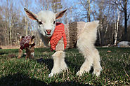 Yup. You can put your goat in a sweater :)
