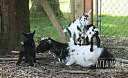 Nigerian goats are a special breed that you may want to consider raising after reading this article