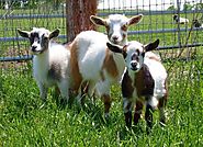 There are many different breeds of goats -- here are some of the best for homesteaders