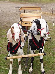 Goats can be taught how to haul a cart