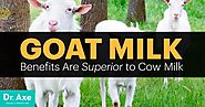 Goat milk is actually quite good for you