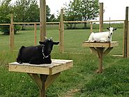Not just for birds -- GOAT PERCH!
