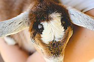 Apparently you can remove goat horns naturally with essential oils