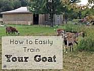 HOW TO EASILY TRAIN YOUR GOATS
