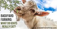 What do goats really eat?