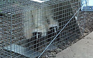 3 Effective Tips to Get Rid of Skunks Humanely