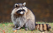 How To Keep Raccoons Out Of Your Property