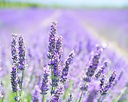 Best Natural Lavender Hand Soaps - What to Buy in 2017