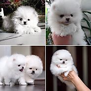 Free Classified Ads Of Pomerian Puppies For A Better Home