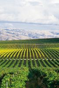 Monterey named top wine travel destination for 2013