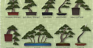 Bonsai tree species and care guides.