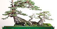 Fir bonsai are rare and should only be considered suitable for the most advanced amateurs. | The Ancient Art of Bonsai