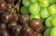 Your First Wine from Fresh Grapes - WineMaker Magazine