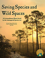 New Report Highlights 10 Wild Places Saved by Endangered Species Protections