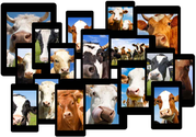 Get Ahead of the Mobile Herd: 5 Best Practices for Mobile-Optimized Marketing