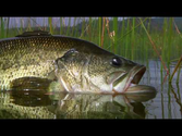 Fly Fishing Bass - by Todd Moen - Catch Magazine - Fly Fishing Videos - Alpine Bass
