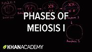 Phases of meiosis I | Cells | MCAT | Khan Academy