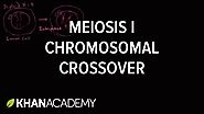 Chromosomal crossover in Meiosis I