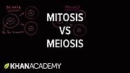 Comparing mitosis and meiosis | Cells | MCAT | Khan Academy