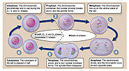 The Cell Cycle