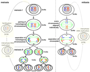 Image: Cell Cycle, Mitosis, and Meiosis - Chemgapedia