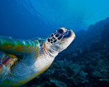 Protect Marine Turtles in the... - The Petition Site