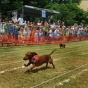 Weiner Dog Races - Weiner Dog Racing News