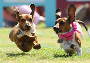 Wiener Dog Race & Small Dog Costume Contest at the Joe