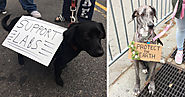 28 Very Good Dogs Who Went To The March For Science