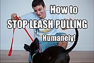 How to Train Your Dog to NOT PULL on the Leash!