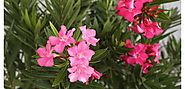 Oleander