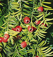 English Yew