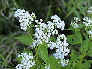White Snakeroot