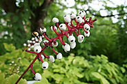 White Baneberry