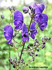 Aconite