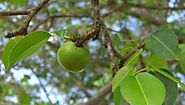 Manchineel Tree