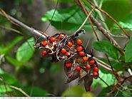 Rosary Pea