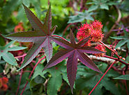 Castor Oil Plant