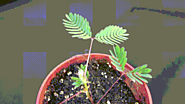 #4 Mimosa Pudica (The Sensitive Plant)