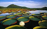 #6 Victoria Amazonica (Giant Water Lily Pad)