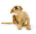 Dog Health Problems & Dog Care, Behavior and Training Articles