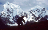 'Yeti lives': Abominable Snowman is 'part polar bear and still roams the Himalayas'